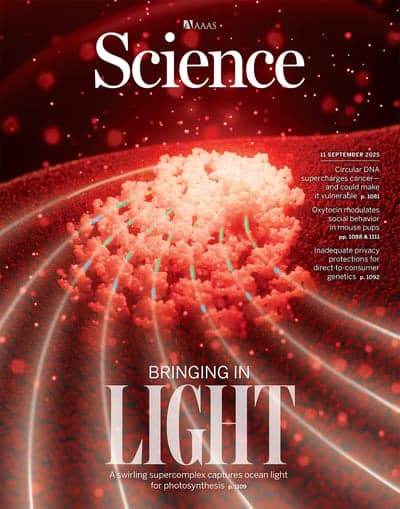 Couverture de l’article sur le génome de Silene latifolia et son chromosome Y géant, revue Science, 2025